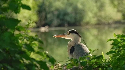 Grey heron resting by a tranquil lakeshore stretches its long neck Stock-Footage 338319875