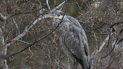 A grey heron resting in a tree. Stock Footage 169633839