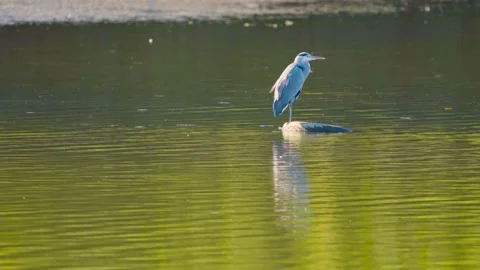 A grey heron rests on an old rubber tire partially submerged in the waters of Stock-Footage 346503606