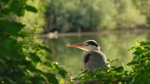 A grey heron rests quietly by a tranquil lakeshore Stock-Footage 339285207
