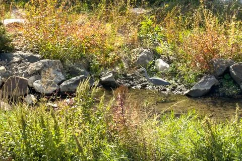 Grey Heron In A Rocky Stream Stock Photos