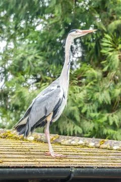 Grey heron on a rooftop Stock Photos