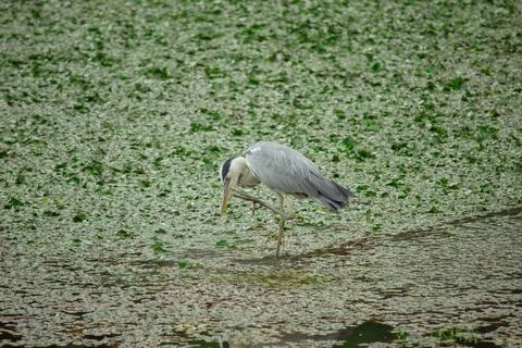 Grey heron scratching its head standing in pond with aquatic plants Stock Photos
