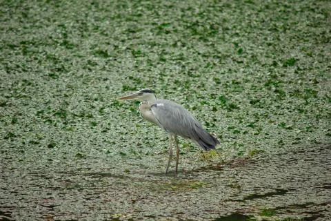 Grey heron scratching its head standing in pond with aquatic plants Stock Photos