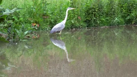 Grey heron searching for pray. 스톡 동영상 145209874