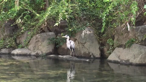 Grey Heron Shakes Feathers and Takes Off from a Riverside Rock Видео 343773292