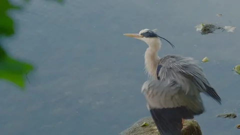 Grey Heron Shaking Off Water in River – Close-Up Wildlife Shot Stock Footage 311504205