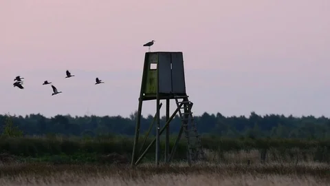 Grey heron sitting on a perch with flying goose, summer Stock Footage 78229674