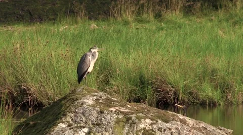 Grey heron sitting on rock Stock Footage 54953098