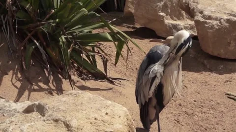 Grey Heron Sitting in the sun Stock-Footage 50854292