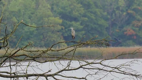 Grey heron sitting on a tree branch during the rain Stock Footage 310668249