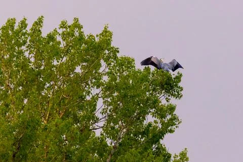 Grey heron sitting on a tree Stock Photos