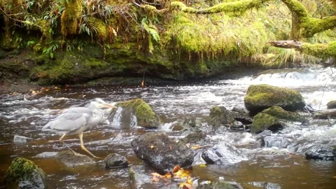 Grey Heron Slips On Rock When Patrolling The River. Isle of Skye Stock-Footage 322110392