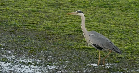 Grey heron slowly walking through a marshy wetland Stock Footage 335075995