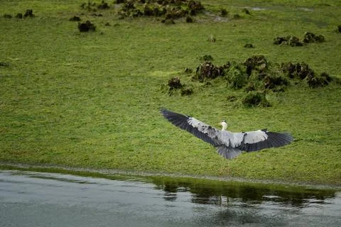 Grey heron spreading wings preparing for takeoff on riverbank Stock Photos