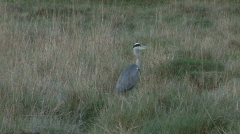 Grey Heron stalking in the fields Stock Footage 598902