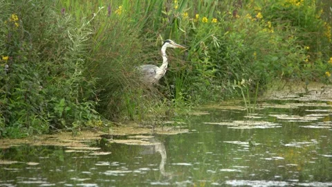 Grey Heron Stalking Prey on the side of a Pond, Suffolk, UK Stock Footage 327490742