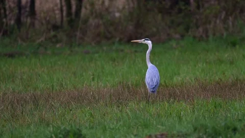 Grey heron standing and walking by lake in early morning light preparing fo.. Stock-Footage 333754530