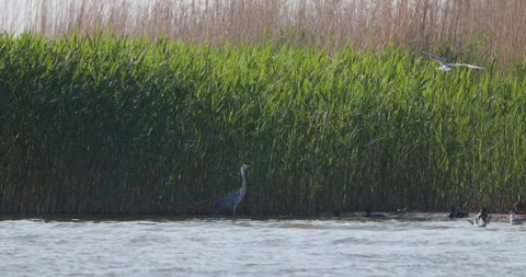 Grey heron standing on the bay shore surrounded by mallard ducks and seagulls Stock Footage 342710952