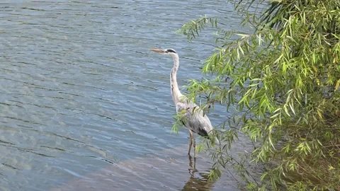 Grey Heron Standing Beside Willow Tree by Calm River Video stock 342798687