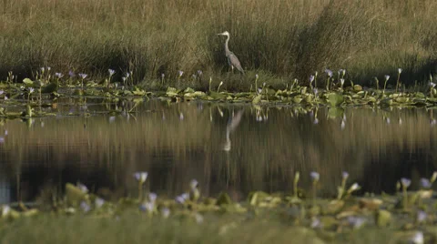 A Grey Heron standing between reeds Stock Footage 53774847
