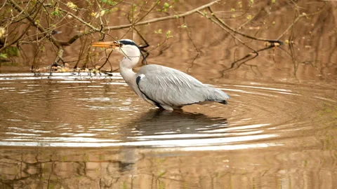 Grey heron standing in calm pond beneath branches with soft reflection Stock-Footage 346328918