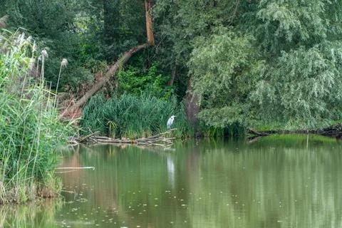 Grey heron standing on fallen branches at pond edge Stock Photos