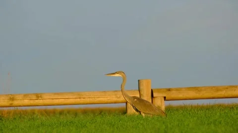 Grey heron standing gracefully on a lush green meadow Stock Footage 316670657