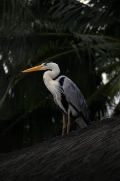 Grey Heron Standing on Palm Tree Trunk in Tropical Island Stock Photos