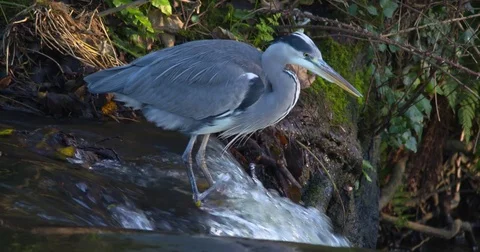Grey Heron standing in rapidly moving river water Stock Footage 82697587