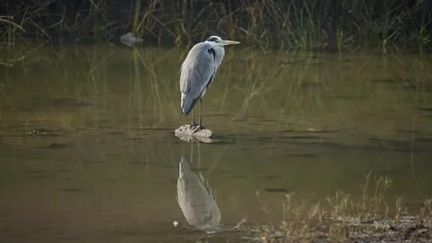 Grey Heron Standing on Rock with Reflection in Water at Gujarat India 01 Stock Footage 337643122