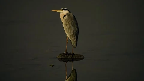 Grey Heron Standing on Rock with Reflection in Water at Gujarat India 02 Stock Footage 337643171