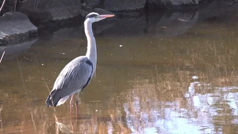 Grey Heron Standing in Shallow Pond Water Vídeos de archivo 327953445