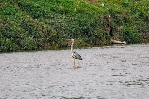 Grey Heron Standing in Shallow River Water Near Green Riverbank Stock Photos