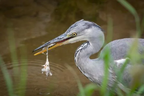 A grey heron standing in a small river and eating a fish Stock Photos