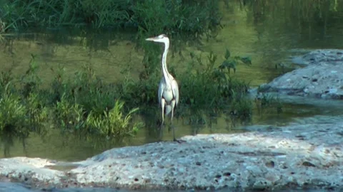 Grey heron standing still. Video stock 152949975