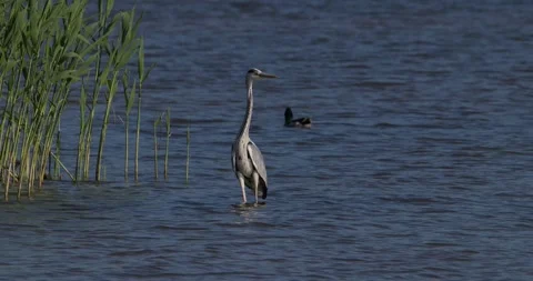 Grey heron standing still in shallow water near green reeds Stock Footage 342711465