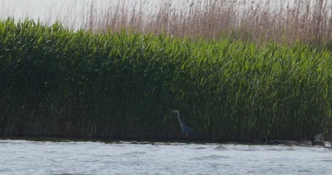 Grey heron standing still in water near tall green reeds wall Stock Footage 342710946