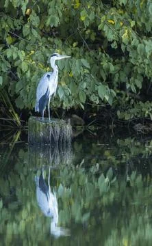 Grey heron standing on a stump reflected in the water Foto stock