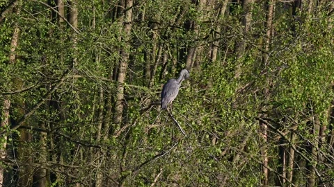 Grey heron standing on the tree over the lake, spring Stock Footage 150499483