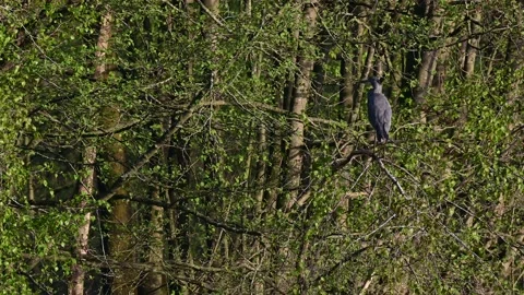 Grey heron standing on the tree over the lake and watch, spring Stock Footage 150500478