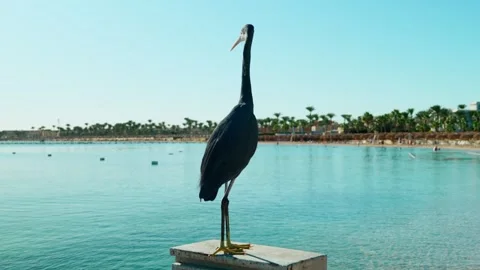A grey heron stands gracefully on the sandy beach of an Egyptian resort. Vídeo Stock 330061903