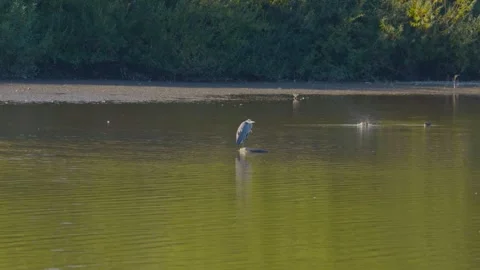 A grey heron stands poised within a worn tire on the Chard reservoir, creating Stock-Footage 346503602
