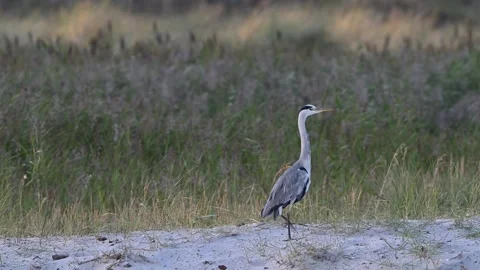A grey heron stands on a sand dune by the baltic sea Stock Footage 336984226