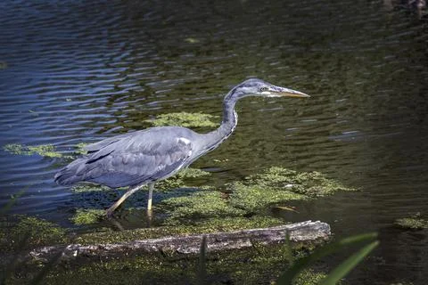 Grey Heron in stealth mode 库存照片