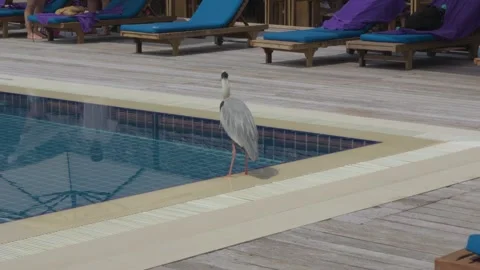 Grey Heron Stretching Its Neck Beside Sun Loungers at a Maldives Resort Pool Stock Footage 344086347