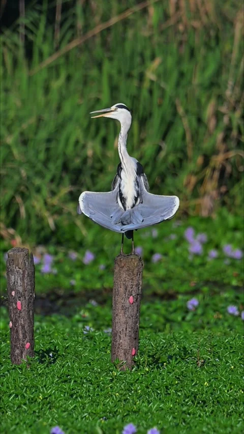 Grey Heron Stretching Neck and Spreading Wings on Wooden Post in Wetland 스톡 동영상 330833102