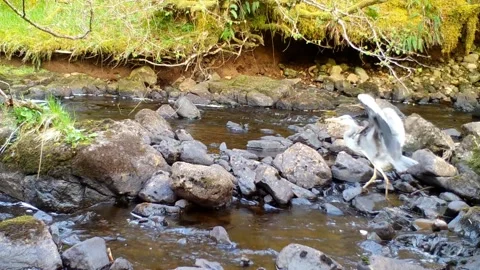 Grey Heron stumbles over the rocks as if its been on the whisky. Skye Stock-Footage 248159142