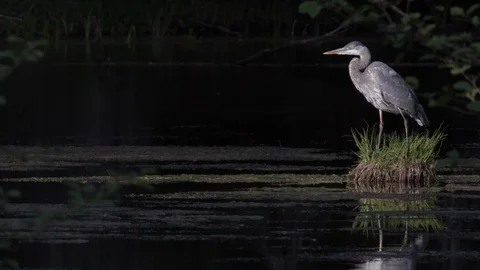 Grey Heron in Sunlight at Dusk Stock Footage 111200177