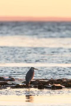 Grey Heron by sunset Stock Photos